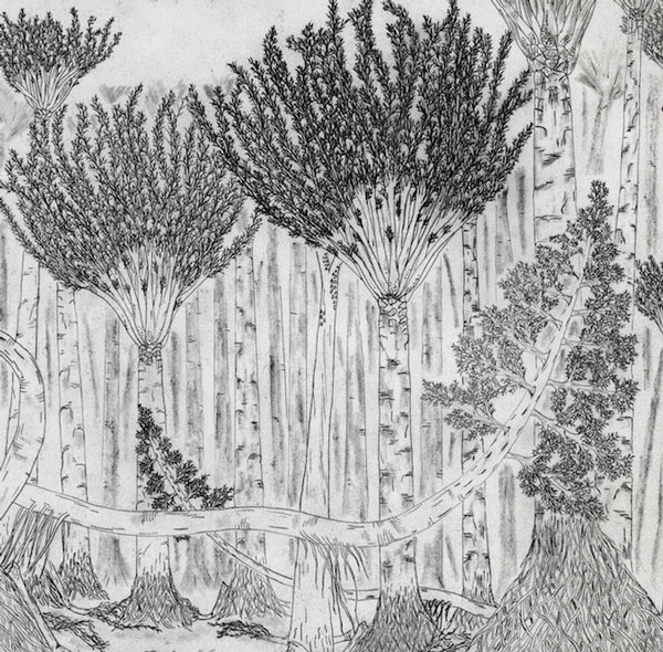 Excavation of 380 million year old fossil forest