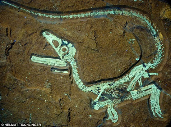 Excavation of dinosaur fossils dating back 135 million years