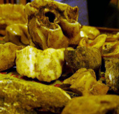 Excavation of extinct animal fossils in Lang Son