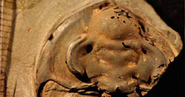 Excavation of fossilized marine life 530 million years is still eye