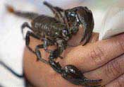 Excavation of giant water scorpion fossils