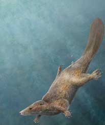 Excavation of 'Jurassic beaver' in China