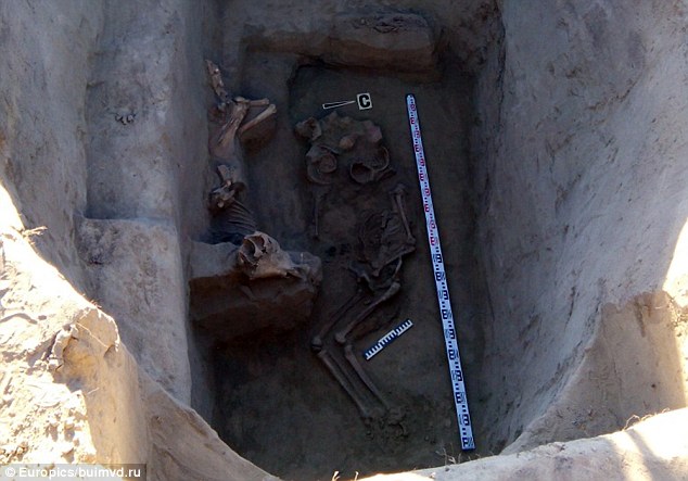 Excavation of the tomb of the ancient king filled with horses and gold