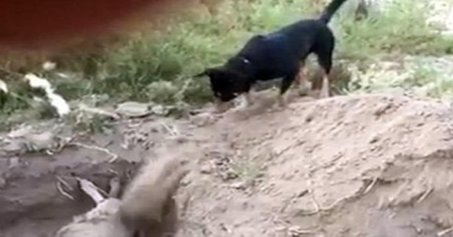 Excavator dog buried your body in Chile