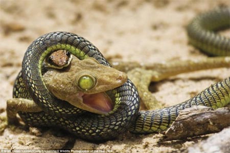 Excellent natural photos