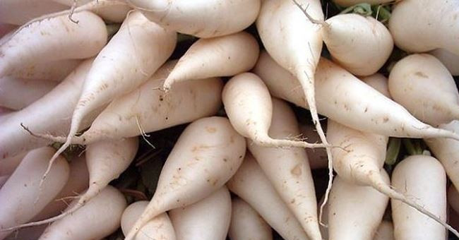 Excellent prevention and treatment of radish from radish