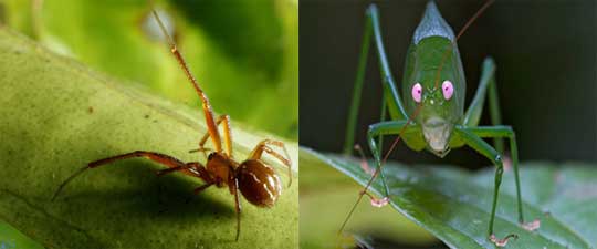 Exciting creatures like stepping out of fantasy movies