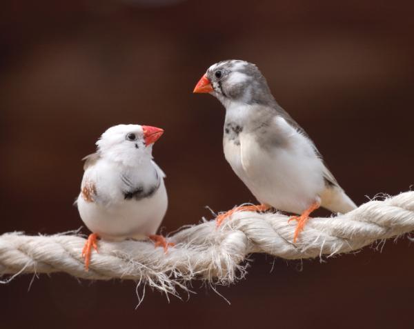 Exercise and sleep help birds sing better