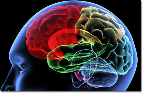 Exercise can enhance intelligence
