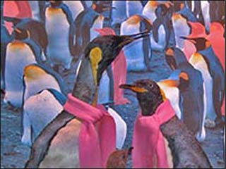 Exhibition of homosexual animals