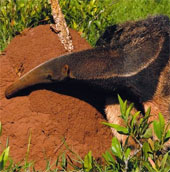Exotic alien animals?