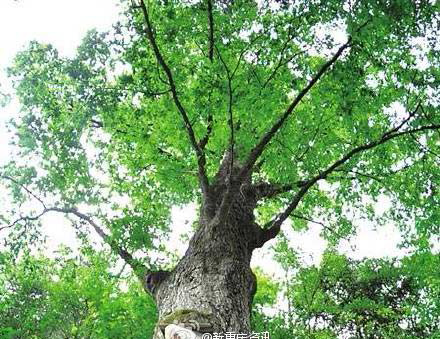 Exotic ancient tree 90% accurate weather forecast in China