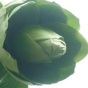 Exotic 'breeding' like figs, bananas produce green flowers in Da Lat