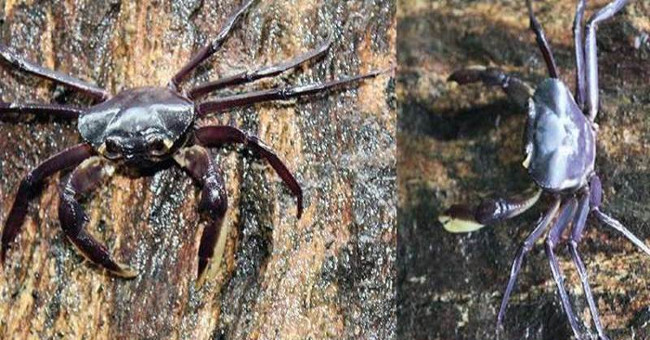 Exotic crab species completely inhabit the tree in India