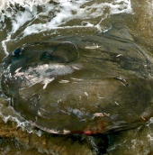 Exotic fish died of mass on the English coast