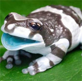 Exotic frog species 'milk' when stressed