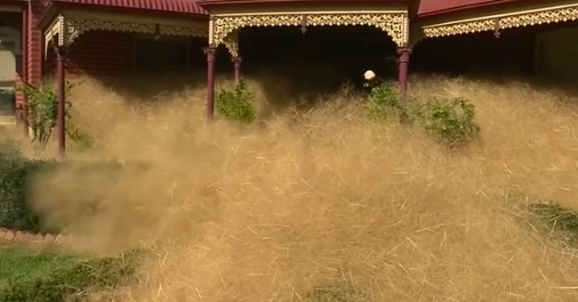 Exotic grasses 'submerge' Australian town