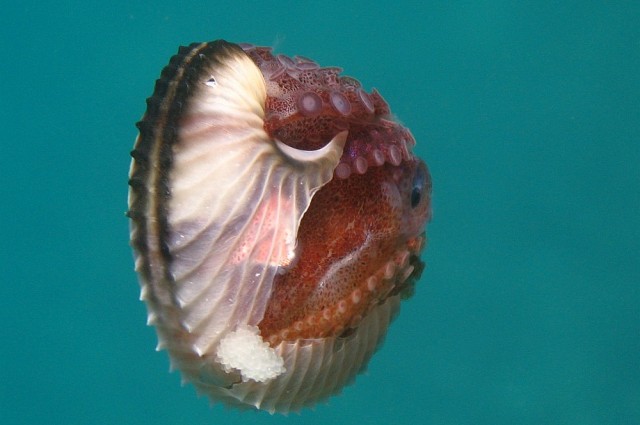 Exotic octopus species detachable ... penis