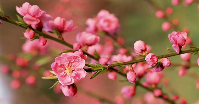 Exotic peach blossom blooms at early autumn