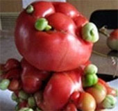 Exotic plants after the Fukushima disaster