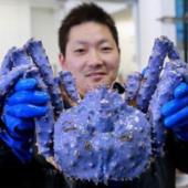 Exotic purple-blue emperor crab in Japan