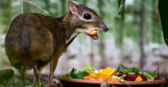 Exotic species of deer pointing baby with hamster