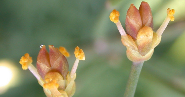 Exotic species of flowers 'thirst' The blood moon is like a wolf