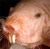 Exotic species of 'strange creature' forever young