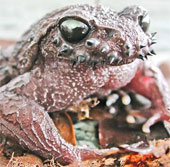 Exotic species of toad grows