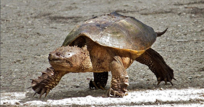 Exotic species of tortoise with their head cut still alive