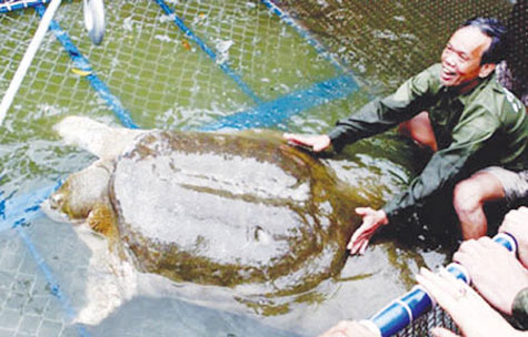 Expanding nursing tank for Ho Guom Turtle