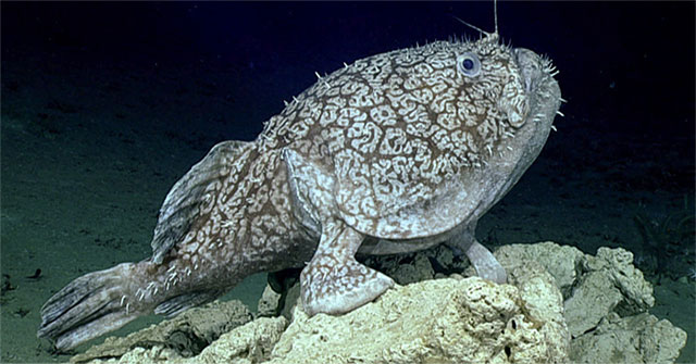 Expedition boats capture rare fish 'walking' with their fins