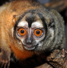 Expensive prices of monkeys have many