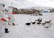 Experience against Vietnamese bird flu can help Turkey