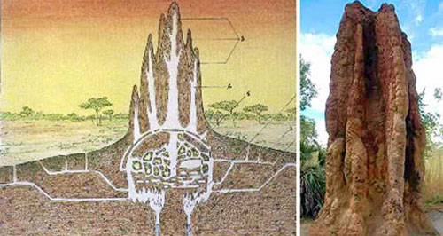 Experience building from termites