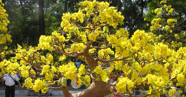 Experience for the right apricot blossom for Tet