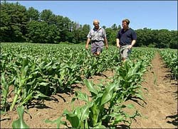 Experience in growing sweet corn