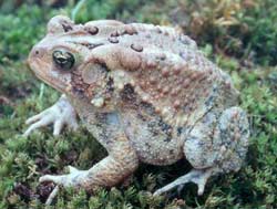 Experience in raising copper frogs