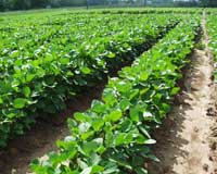 Experience making summer soybean plating