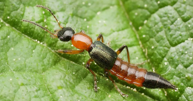 Experience of preventing and treating ants in three burning chambers