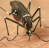Experiment with mosquitoes