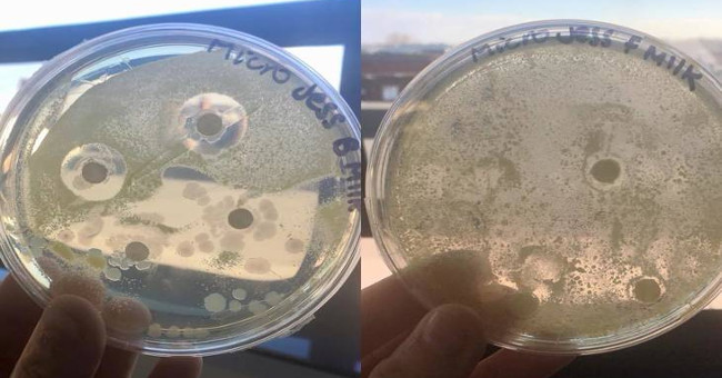 Experiments comparing breast milk and formula milk are controversial