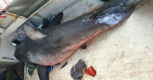 Experts speculate the cause of sharks flying on Australian fishing boats