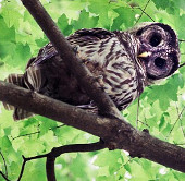 Explain the ability of the owl to turn 270 degrees