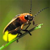 Explain the ability to glow in the night of fireflies