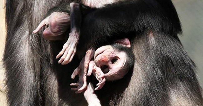 Explain the behavior of eating the corpse of the mother monkey in the Italian reserve