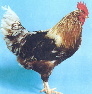 Explain the bisexual phenomenon of animals