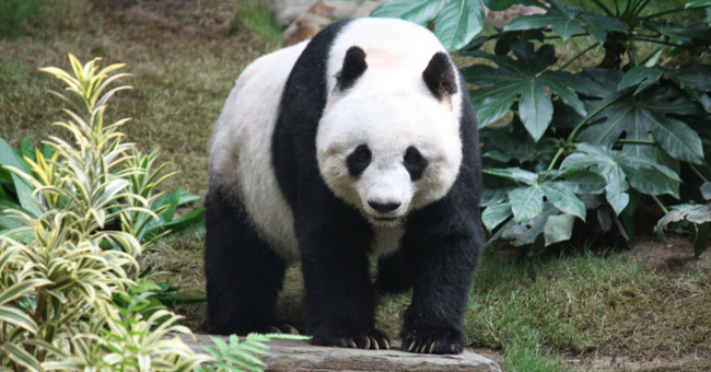 Explain the black and white fur of the panda