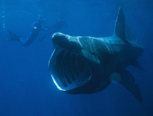 Explain the disappearance of the world's second largest fish