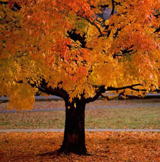 Explain the phenomenon of leaves changing color in autumn